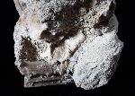 Phacodus punctatus (DIXON 1850) - Bild © FossNet FossilienStore